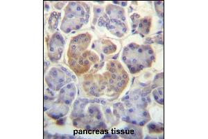 WDR25 Antibody (C-term) (ABIN657284 and ABIN2846372) immunohistochemistry analysis in formalin fixed and paraffin embedded human pancreas tissue followed by peroxidase conjugation of the secondary antibody and DAB staining. (WDR25 抗体  (C-Term))