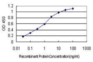 Detection limit for recombinant GST tagged BID is approximately 0. (BID 抗体  (AA 1-195))