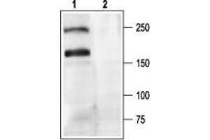 Western Blotting (WB) image for anti-Calcium Channel, Voltage-Dependent, P/Q Type, alpha 1A Subunit (CACNA1A) (AA 865-881), (Intracellular) antibody (ABIN7043006)