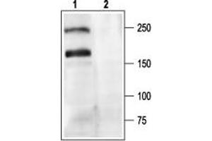 Western blot analysis of rat brain membranes: - 1. (CACNA1A 抗体  (Intracellular))