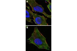 Confocal immunofluorescence analysis of HeLa (A) and L-02 (B) cells using S100A10 monoclonal antobody, clone 4E7E10  (green). (S100A10 抗体)