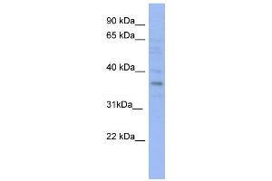 WB Suggested Anti-VTA1 Antibody Titration: 0. (VTA1 抗体  (N-Term))