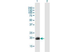 Western Blot analysis of DPPA3 expression in transfected 293T cell line by DPPA3 MaxPab polyclonal antibody. (DPPA3 抗体  (AA 1-159))
