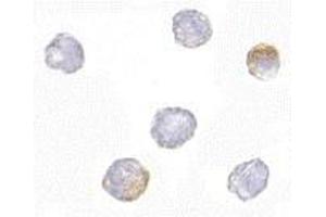 Immunocytochemistry of GRTP1 in K562 cells with AP30387PU-N GRTP1 antibody at 2. (GRTP1 抗体  (N-Term))