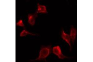 ABIN6267420 staining COS7 by IF/ICC.