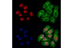 ABIN6264360 and ABIN6278002 staining Hela cells by IF/ICC. (POU2AF1 抗体  (C-Term))