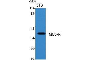 Western Blot (WB) analysis of specific cells using MC5-R Polyclonal Antibody. (MC5 Receptor 抗体  (C-Term))