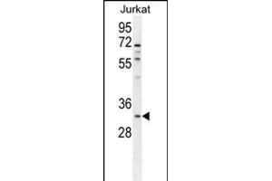 OR5B12 Antibody (C-term) (ABIN655378 and ABIN2844932) western blot analysis in Jurkat cell line lysates (35 μg/lane). (OR5B12 抗体  (C-Term))