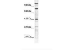 Image no. 1 for anti-Zinc Finger Protein 23 (ZNF23) (N-Term) antibody (ABIN6735840) (ZNF23 抗体  (N-Term))
