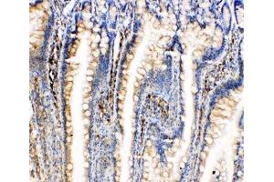 IHC-P: BiP antibody testing of rat intestine tissue (GRP78 抗体  (C-Term))
