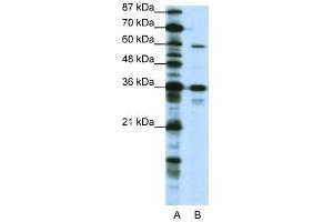 CREB3L1 antibody (20R-1233) used at 0. (CREB3L1 抗体  (N-Term))