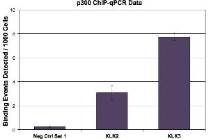 p300 antibody (mAb) tested by ChIP. (p300 抗体)