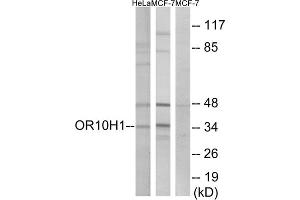 Western blot analysis of extracts from HeLa cells and MCF-7 cells, using OR10H1 antibody. (OR10H1 抗体  (C-Term))