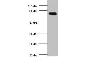 Western blot All lanes: SH2B1 antibody at 0. (SH2B1 抗体  (AA 360-520))
