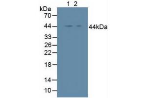 Figure. (Inhibitory Subunit of NF-KappaB epsilon (AA 207-440) 抗体)