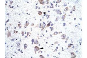 Image no. 1 for anti-Homeobox A1 (HOXA1) (C-Term) antibody (ABIN202024) (HOXA1 抗体  (C-Term))