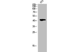 Western Blot analysis of 3T3 cells using Phospho-Cdk9 (T186) Polyclonal Antibody (CDK9 抗体  (pThr186))