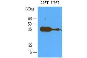 Cell lysates of 293T and U937 (40 ug) were resolved by SDS-PAGE, transferred to nitrocellulose membrane and probed with anti-human PDCD1 (1:500). (PD-1 抗体  (AA 21-167))