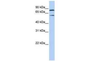 Image no. 1 for anti-Chromosome 10 Open Reading Frame 2 (C10ORF2) (AA 540-589) antibody (ABIN6740493) (C10orf2 抗体  (AA 540-589))
