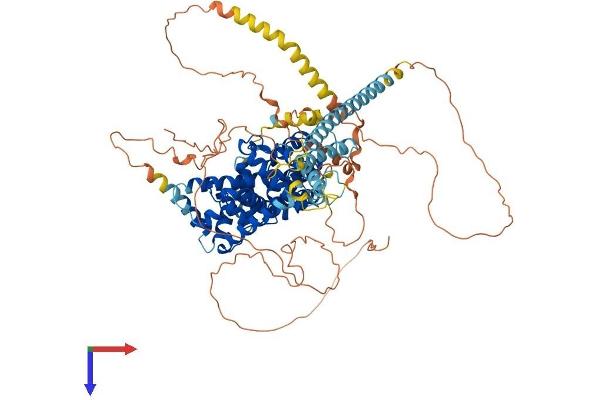 TBC1D5 Protein (AA 1-815) (His tag)