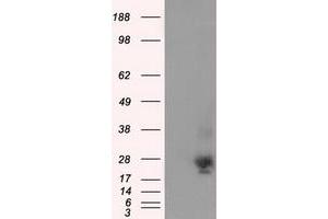 Image no. 3 for anti-NME/NM23 Nucleoside Diphosphate Kinase 4 (NME4) antibody (ABIN1499772) (NME4 抗体)