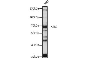 Western blot analysis of extracts of 293T cells, using  antibody (ABIN7265612) at 1:1000 dilution.
