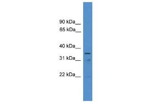 WB Suggested Anti-ETV2 Antibody Titration:  0. (ETV2 抗体  (N-Term))