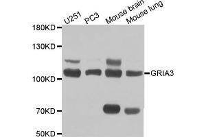 Western blot analysis of extracts of various cell lines, using GRIA3 antibody (ABIN5970505) at 1/1000 dilution. (Glutamate Receptor 3 抗体)