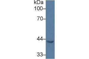 EGR3 抗体  (AA 98-363)