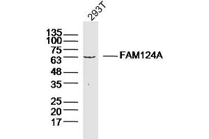 293T lysates probed with FAM124A Polyclonal Antibody, Unconjugated  at 1:300 dilution and 4˚C overnight incubation. (FAM124A 抗体  (AA 301-400))