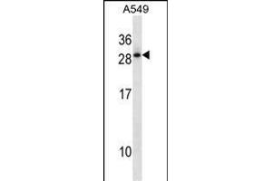 HOXD12 Antibody (C-term) (ABIN1881435 and ABIN2850524) western blot analysis in A549 cell line lysates (35 μg/lane). (HOXD12 抗体  (C-Term))