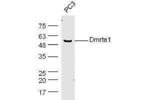 PC3 cell lysates probed with Rabbit Anti-DMO/Dmrt1a Polyclonal Antibody, Unconjugated  at 1:300 overnight at 4˚C. (DMO/Dmrt1a (AA 51-100) 抗体)