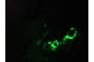 Immunofluorescence staining of a 7 days old zebrafish embryo (Annexin V 抗体)