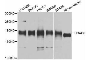 Western blot analysis of extracts of various cell lines, using HDAC6 antibody. (HDAC6 抗体  (AA 836-1104))