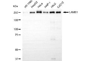 Western blotting analysis using LAMB1 antibody (ABIN7799234).