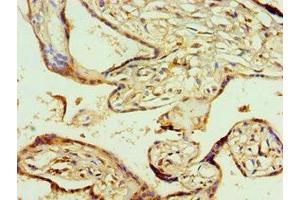 Immunohistochemistry of paraffin-embedded human placenta tissue using ABIN7142020 at dilution of 1:100 (AGPAT1 抗体  (AA 204-283))