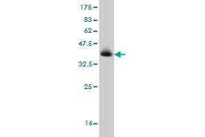 Western Blotting (WB) image for anti-Transmembrane Protein 1 (TMEM1) (AA 1162-1257) antibody (ABIN563198)