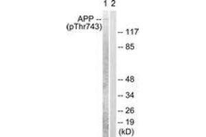 Western blot analysis of extracts from HeLa cells, using Amyloid beta A4 (Phospho-Thr743/668) Antibody. (APP 抗体  (pThr743))