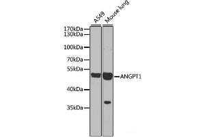 Western blot analysis of extracts of various cell lines using ANGPT1 Polyclonal Antibody at dilution of 1:1000. (Angiopoietin 1 抗体)