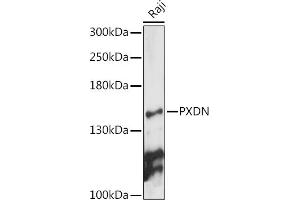 Western blot analysis of extracts of Raji cells, using PXDN antibody (ABIN7269230) at 1:1000 dilution. (Peroxidasin 抗体)
