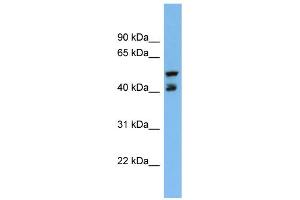 WB Suggested Anti-PON3 Antibody Titration:  0. (PON3 抗体  (Middle Region))