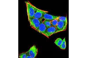 Immunofluorescence analysis of Hela cells using Rab5a mouse mAb (green). (RAB5 抗体  (AA 1-215))