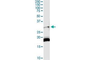 DARC MaxPab rabbit polyclonal antibody. (DARC 抗体  (AA 1-336))
