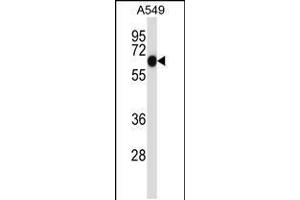 Western blot analysis in A549 cell line lysates (35ug/lane). (ALPPL2 抗体  (N-Term))