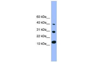 WB Suggested Anti-Bmp7  Antibody Titration: 0. (BMP7 抗体  (N-Term))