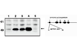 Image no. 1 for anti-Tumor Protein P53 (TP53) (AA 16-30) antibody (ABIN201597) (p53 抗体  (AA 16-30))