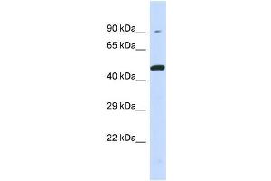 Host:  Rabbit  Target Name:  KIR3DL1  Sample Type:  293T Whole Cell lysates  Antibody Dilution:  1. (KIR3DL1 抗体  (Middle Region))