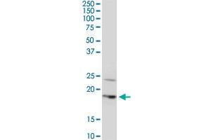 BTF3L4 monoclonal antibody (M05), clone 2G10. (BTF3L4 抗体  (AA 1-158))