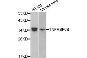 Western blot analysis of extracts of various cells, using TNFRSF6B antibody. (TNFRSF6B 抗体)