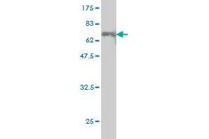 Western Blot detection against Immunogen (56. (CEBPE 抗体  (AA 1-281))
